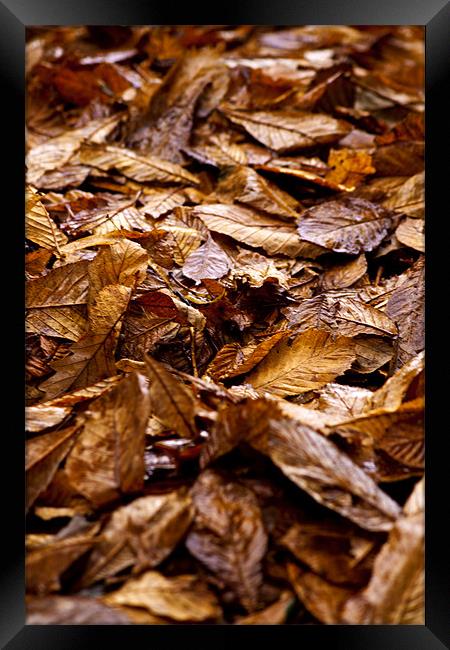 Autumn Leaves Framed Print by Peter Elliott 