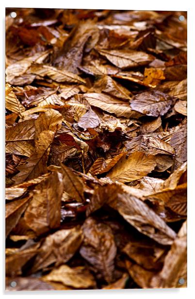 Autumn Leaves Acrylic by Peter Elliott 