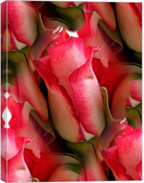 Pink Roses Canvas Print by Heather Newton