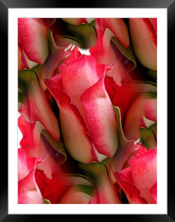 Pink Roses Framed Mounted Print by Heather Newton