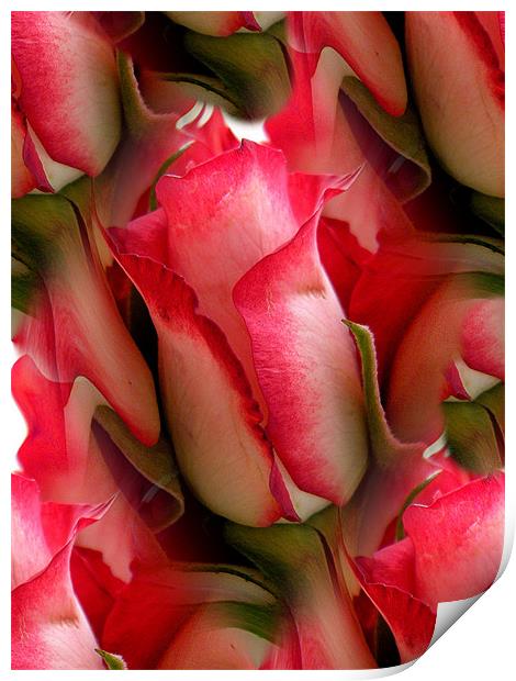 Pink Roses Print by Heather Newton