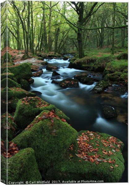 Autumn leaves at Golitha Falls. Canvas Print by Carl Whitfield