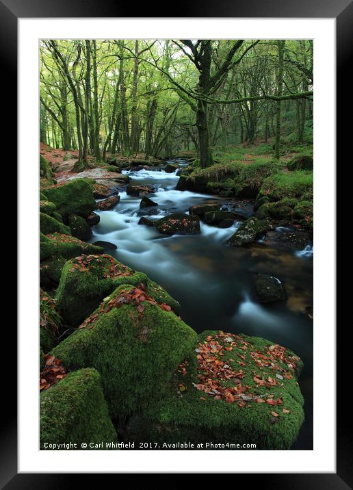 Autumn leaves at Golitha Falls. Framed Mounted Print by Carl Whitfield