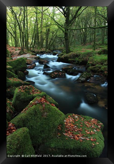 Autumn leaves at Golitha Falls. Framed Print by Carl Whitfield