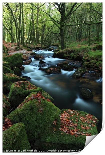Autumn leaves at Golitha Falls. Print by Carl Whitfield