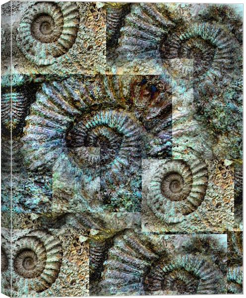 Ammonite Wall Canvas Print by Heather Newton