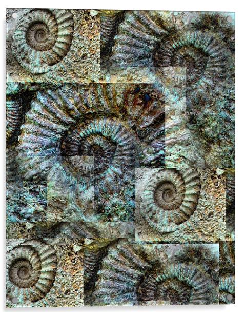 Ammonite Wall Acrylic by Heather Newton