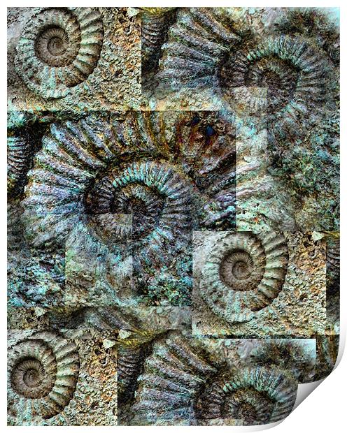 Ammonite Wall Print by Heather Newton