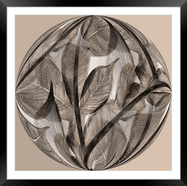 Sepia leaf globe Framed Mounted Print by Heather Newton