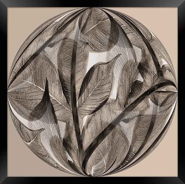 Sepia leaf globe Framed Print by Heather Newton