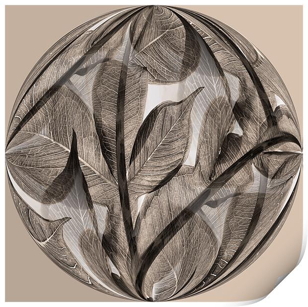 Sepia leaf globe Print by Heather Newton