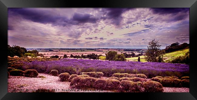 Yorkshire Lavender Panorama Framed Print by Colin Metcalf
