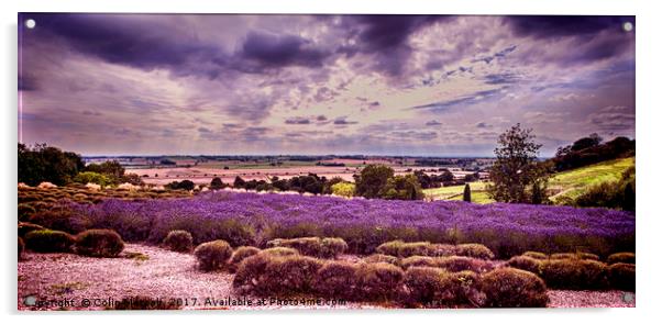 Yorkshire Lavender Panorama Acrylic by Colin Metcalf