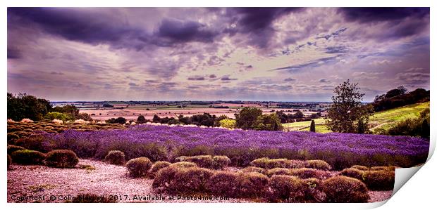 Yorkshire Lavender Panorama Print by Colin Metcalf