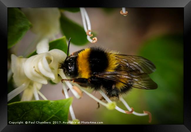 Honey Bee Framed Print by Paul Chambers