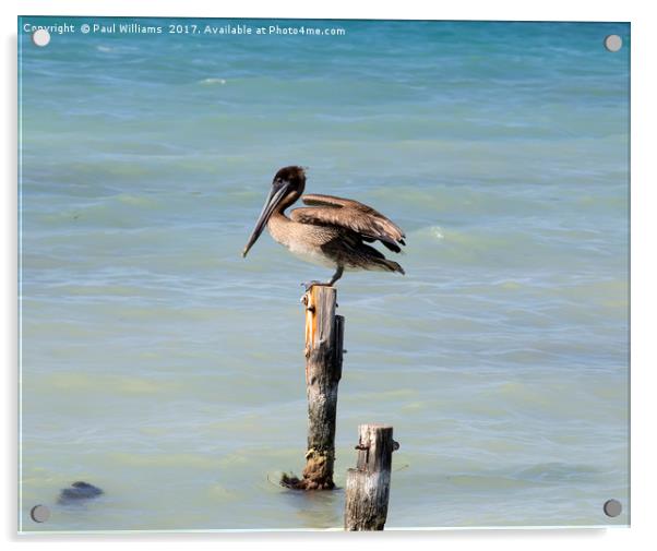 Pelican on Post Acrylic by Paul Williams
