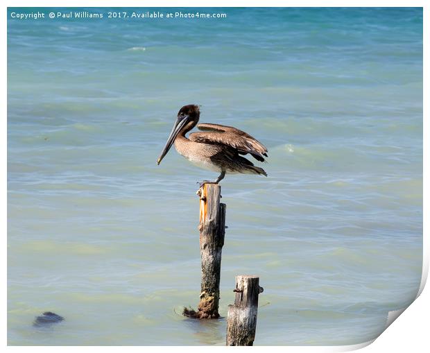 Pelican on Post Print by Paul Williams