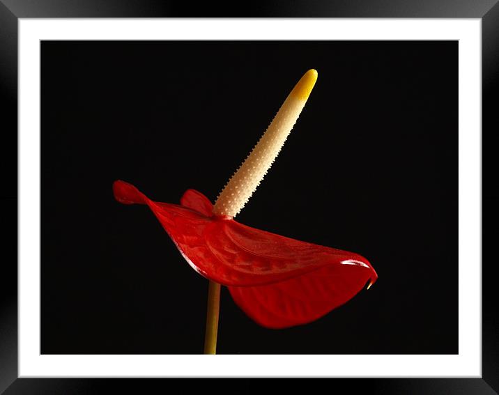 Proud Red Flower ! Framed Mounted Print by Dave Menzies