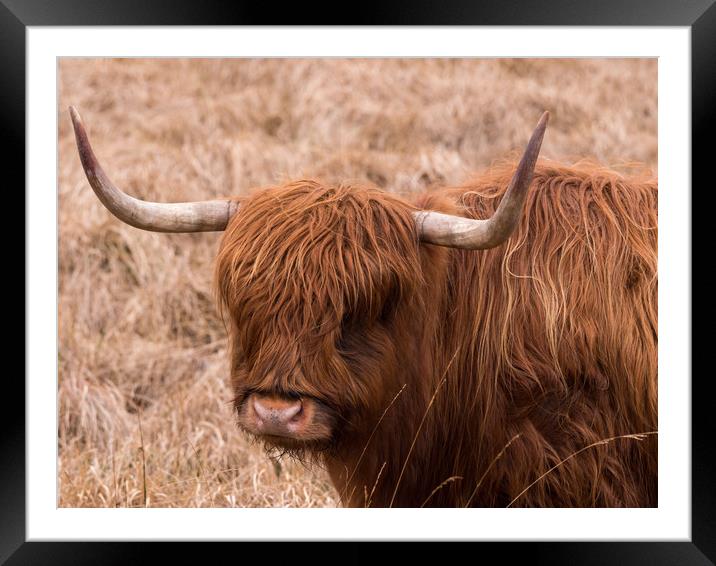 Highland Cow. Framed Mounted Print by Tommy Dickson