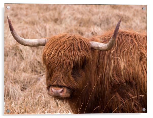 Highland Cow. Acrylic by Tommy Dickson