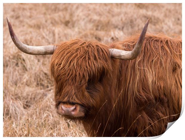 Highland Cow. Print by Tommy Dickson