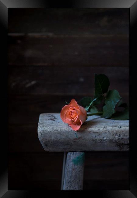 Single rose Framed Print by Denitsa Karan