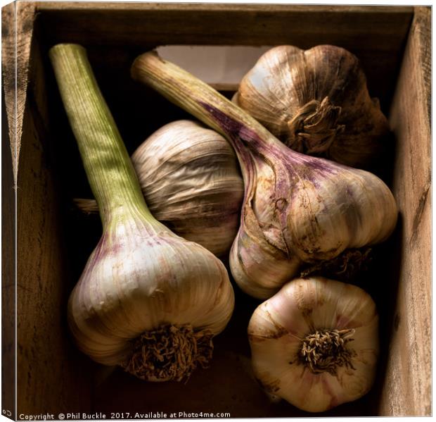 Fresh Garlic Bulbs in Box Canvas Print by Phil Buckle