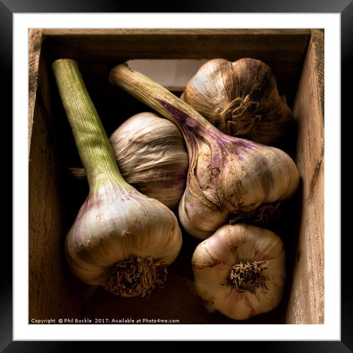 Fresh Garlic Bulbs in Box Framed Mounted Print by Phil Buckle