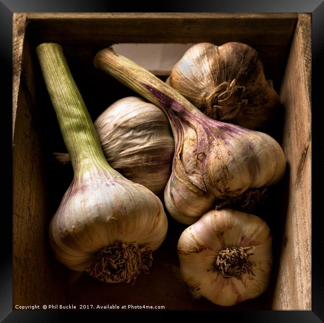 Fresh Garlic Bulbs in Box Framed Print by Phil Buckle