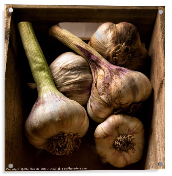 Fresh Garlic Bulbs in Box Acrylic by Phil Buckle