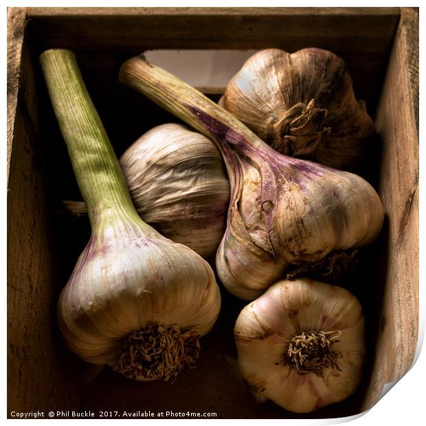 Fresh Garlic Bulbs in Box Print by Phil Buckle