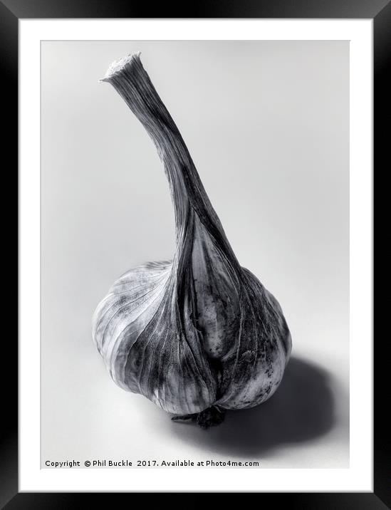 Garlic Bulb Black and White Framed Mounted Print by Phil Buckle