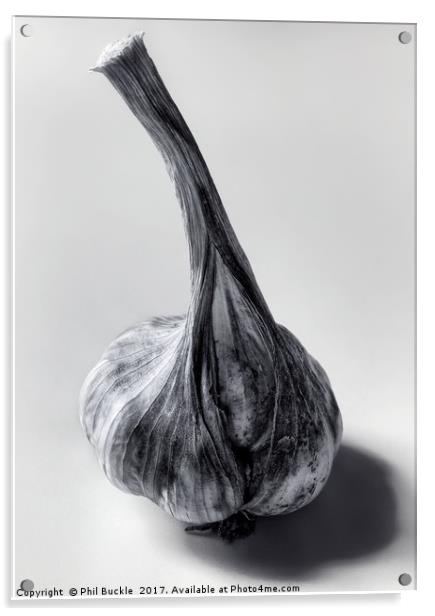Garlic Bulb Black and White Acrylic by Phil Buckle