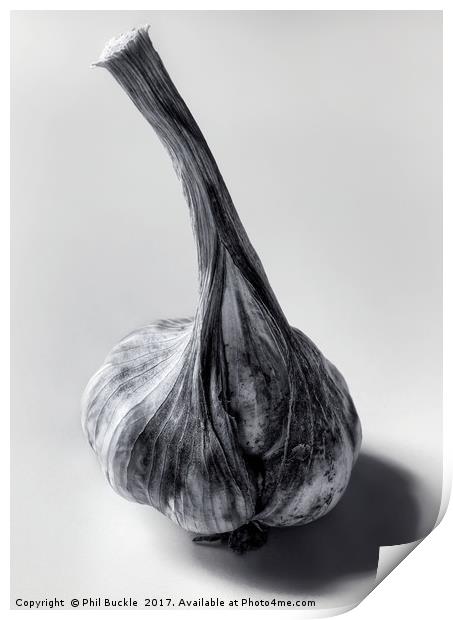 Garlic Bulb Black and White Print by Phil Buckle