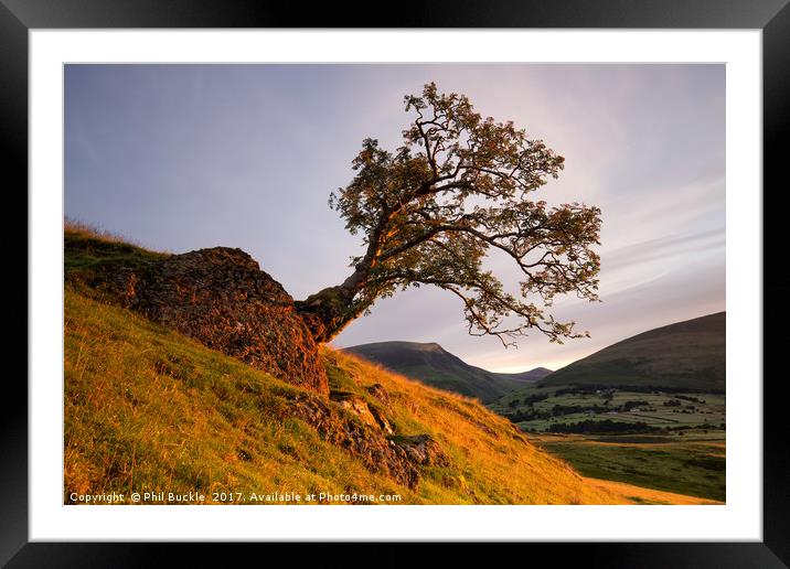 Lone Tree Golden Hour Framed Mounted Print by Phil Buckle