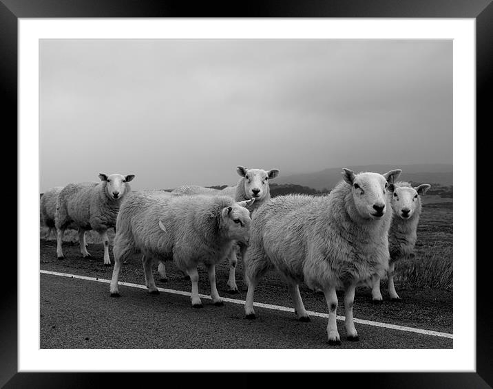 Skye Sheep Framed Mounted Print by Dave Menzies