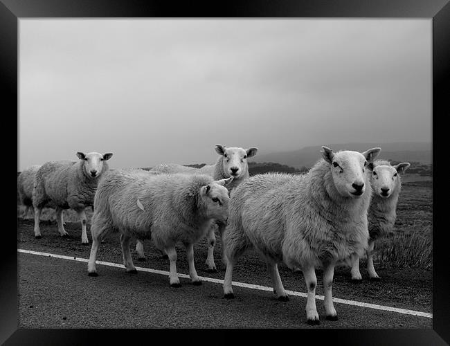 Skye Sheep Framed Print by Dave Menzies