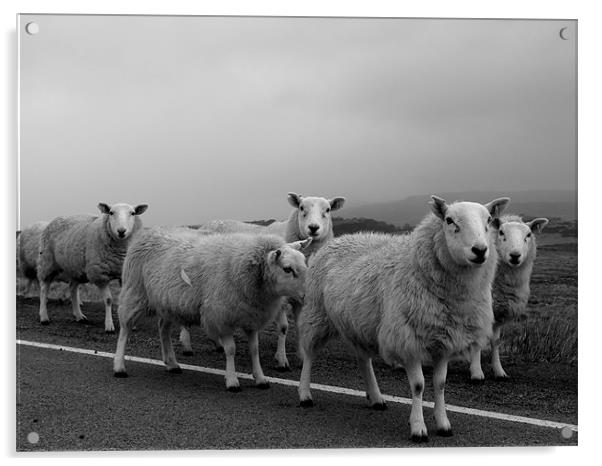 Skye Sheep Acrylic by Dave Menzies