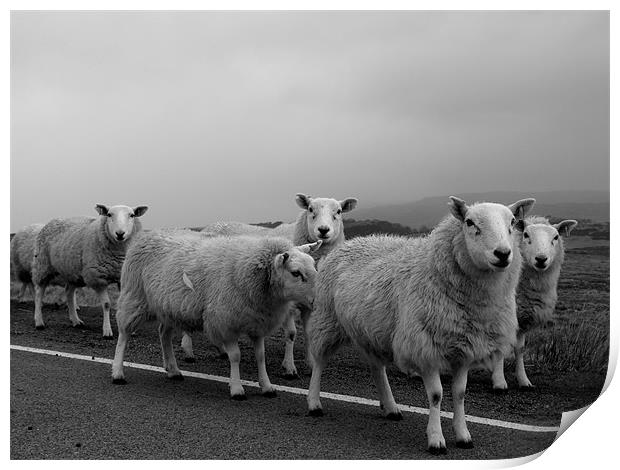 Skye Sheep Print by Dave Menzies
