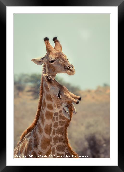 Giraffe Framed Mounted Print by Elizma Fourie