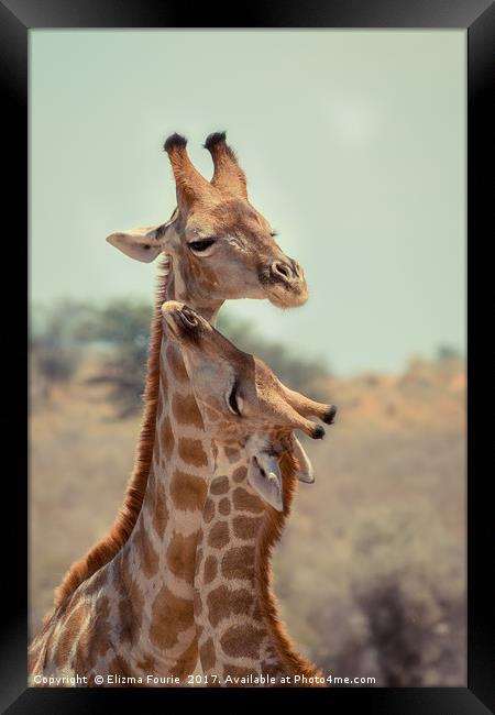 Giraffe Framed Print by Elizma Fourie