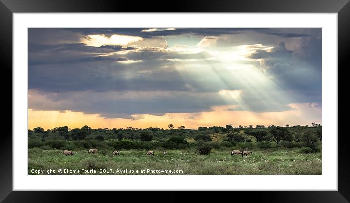 Oryx  Framed Mounted Print by Elizma Fourie