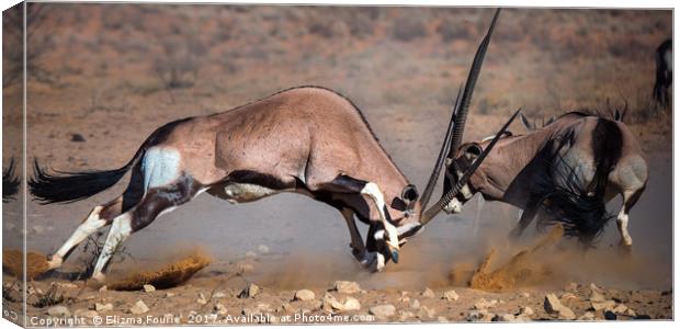 Fighting Oryx Canvas Print by Elizma Fourie