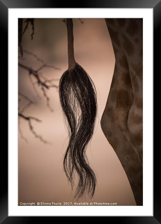 The tail Framed Mounted Print by Elizma Fourie