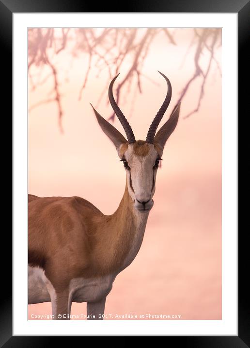 Portrait of a springbuck Framed Mounted Print by Elizma Fourie