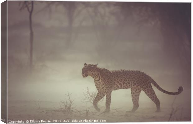 Leopard in a dust strom Canvas Print by Elizma Fourie