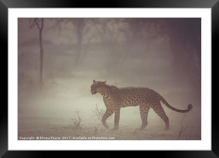Leopard in a dust strom Framed Mounted Print by Elizma Fourie