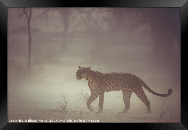 Leopard in a dust strom Framed Print by Elizma Fourie