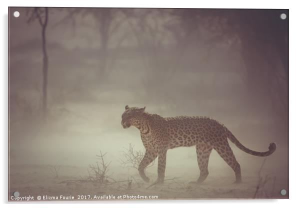 Leopard in a dust strom Acrylic by Elizma Fourie