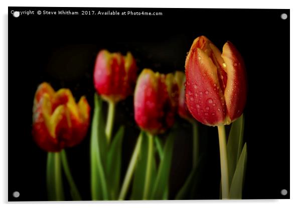 Dew Tulips Acrylic by Steve Whitham